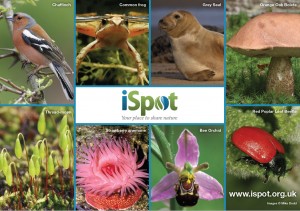 iSpot, your place to share nature
