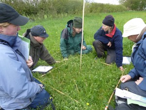 Volunteers learning plant identification in a floodplain meadow